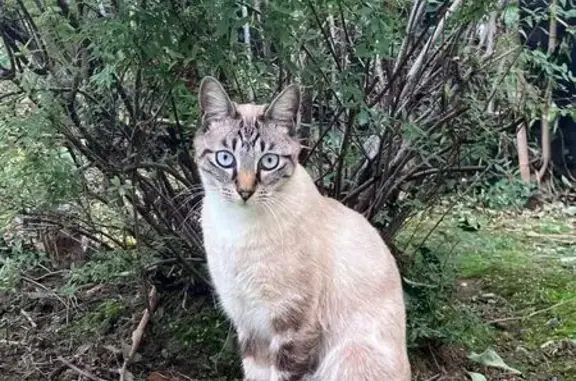 Animaux perdus Chelles, photo: Chat européen disparu à Chelles, rue Delasalle