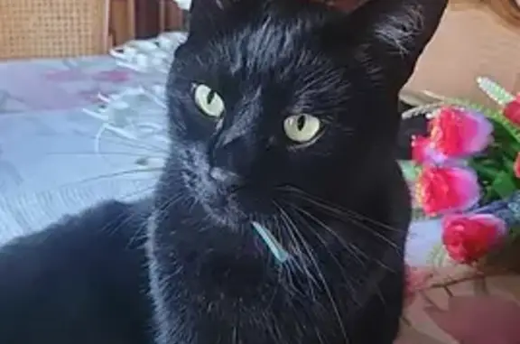 Chat perdu, , photo: Chat Noir Onyx Disparu à Firmi