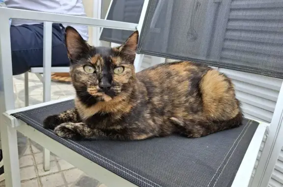 Chatte sociable trouvée Rue des Anémones - photo