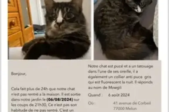 Animaux perdus Le Mée-sur-Seine, photo: Chat noir tigre perdu, Le Mée-sur-Seine