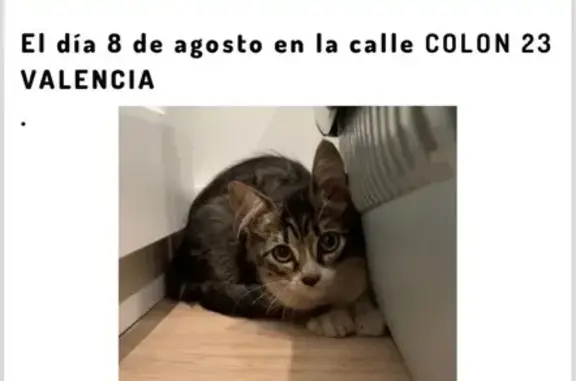 Gatita Jaspeada Encontrada en Calle Colón, Valencia