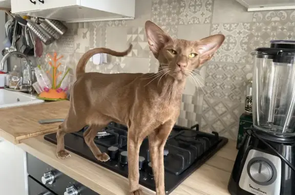 Chatte orientale marron disparue à Sartrouville - photo