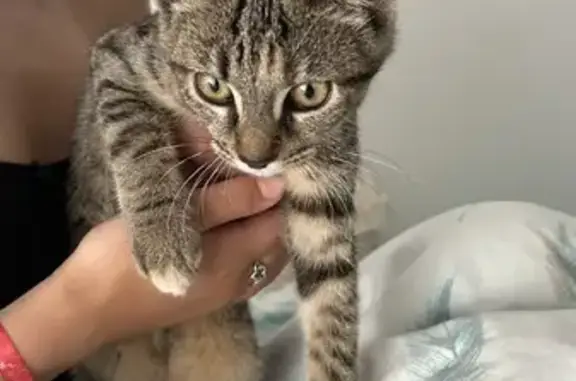 Animaux trouvés Villeurbanne, photo: Chaton tigré trouvé à Villeurbanne