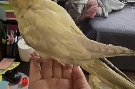 Lost Male Cockatiel - Meerlus Rd, 8/8/24