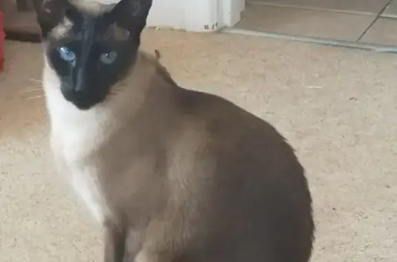 Missing Siamese Cat - Martham, Aug 8th