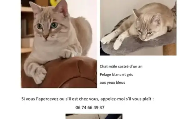 Animaux perdus Grand-Fort-Philippe, photo: Chat perdu Rue Maréchal Foch, 155