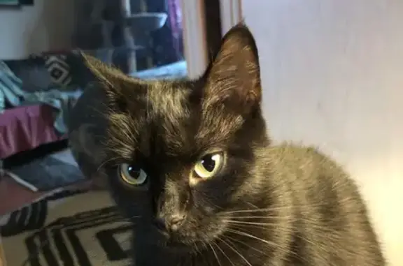 Chat perdu, Rauzan, photo: Chatte noire disparue à Rauzan