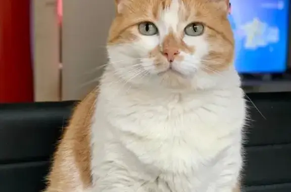 Chat perdu, Landivisiau, photo: Chat roux et blanc perdu à Landivisiau
