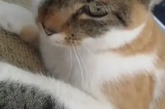 Animaux perdus Thise, photo: Chatte écaille de tortue perdue à Thise