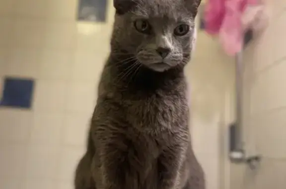 Animaux perdus Mane, photo: Chat perdu, queue cassée, Rue Grande 66