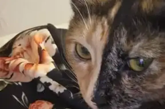 Animaux perdus Maromme, photo: Chat Écaille de tortue perdu à Maromme
