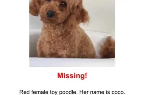 Lost Red Toy Poodle Coco on Pearcedale Rd