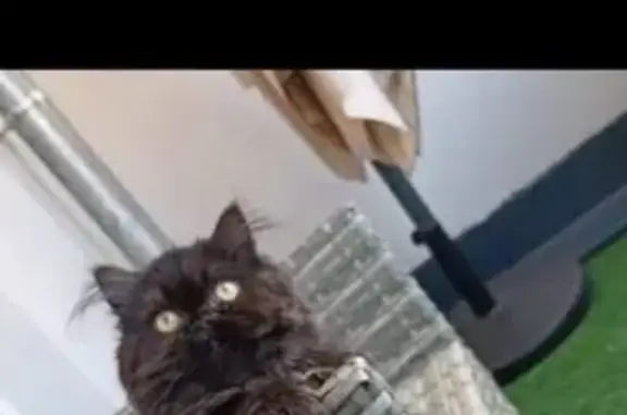 Animaux perdus Homécourt, photo: Chat persan perdu à Homécourt, aide SVP