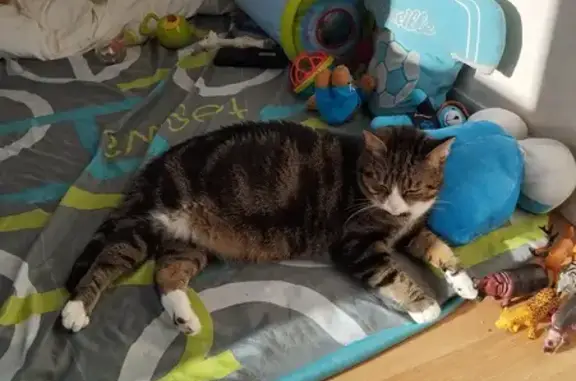 Chat Grisouille disparu à Mayenne - photo