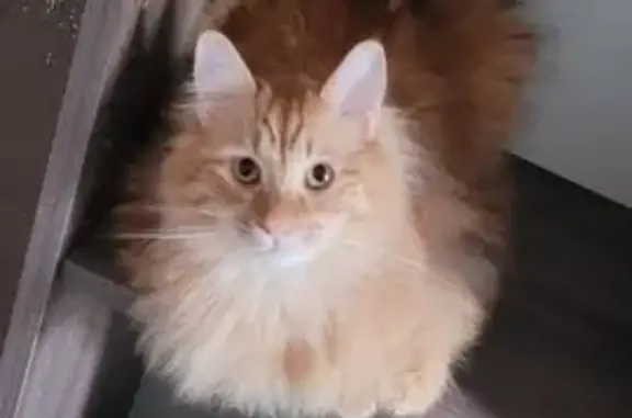 Chat perdu, Sorède, photo: Chat roux castré perdu à Sorède