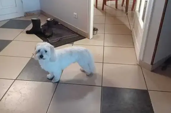 Animaux perdus , photo: Chien disparu: Coton du Tuléar blanc, 6 ans