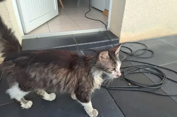 Chat trouvé Étival-lès-le-Mans, photo: Chat maigre trouvé, revenu 7 et 8 août