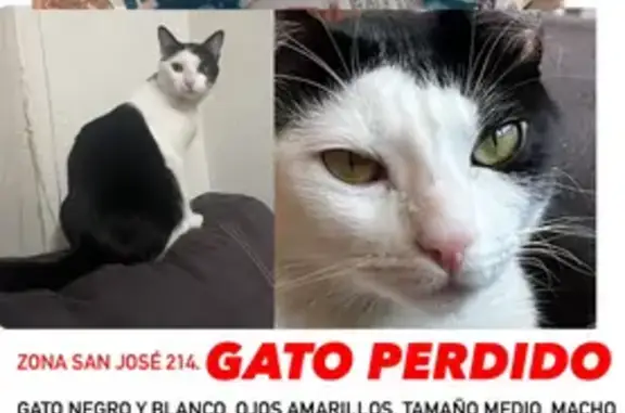 ¡Gato Perdido en Paseo Cuéllar, Zaragoza!