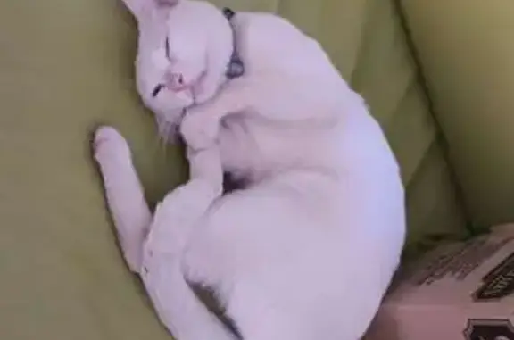 Chat trouvé , photo: Chatte blanche trouvée, collier bleu ciel