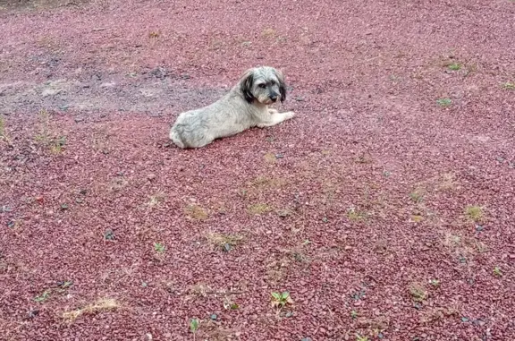 Chien gris trouvé à l'Hôtel Durant, Villiers-Fossard - photo