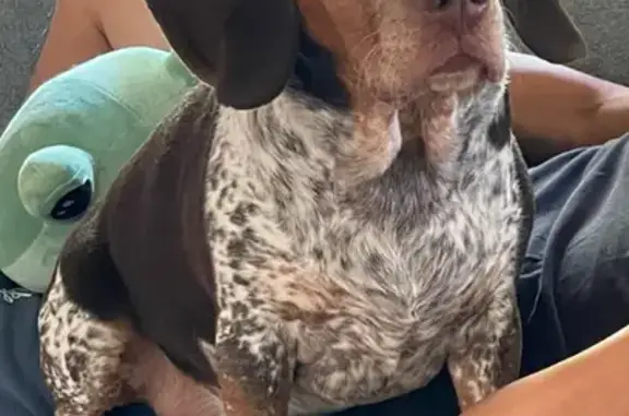 Help Find Bengy: Lost Dog Near NJ Sussex Fair