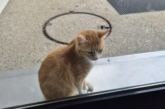 Chat mâle castré trouvé à Donnery, non identifié - photo