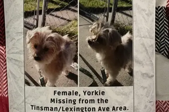 Missing Yorkie Poodle Mix - Pennsauken, NJ