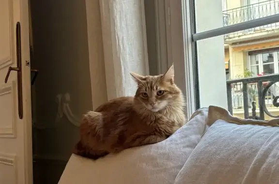 Chat roux perdu à Vaux-sur-Seulles - photo