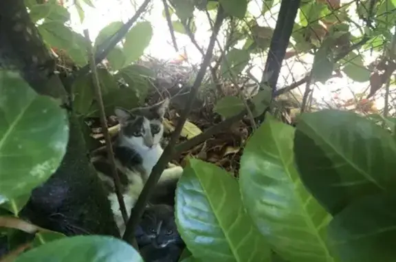 Chatte et 2 chatons trouvés Rue Jules Ferry - photo