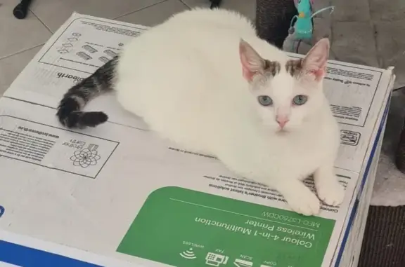 Animaux perdus La Colle-sur-Loup, photo: Chat perdu, femelle blanche, yeux bleus, La Colle