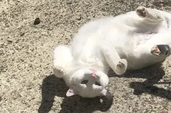 Chat perdu, Verberie, photo: Chat blanc TITOU perdu à Verberie