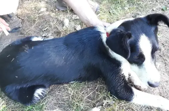 Chiot trouvé avec collier rouge à Saint-Projet - photo