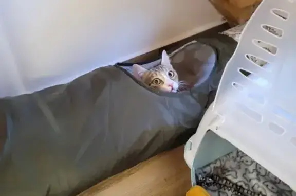 Animaux perdus , photo: Chatte blanche-tigrée perdue à Compeyre
