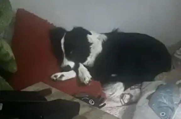 Lost Dog: Panda - Border Collie/Heeler Mix