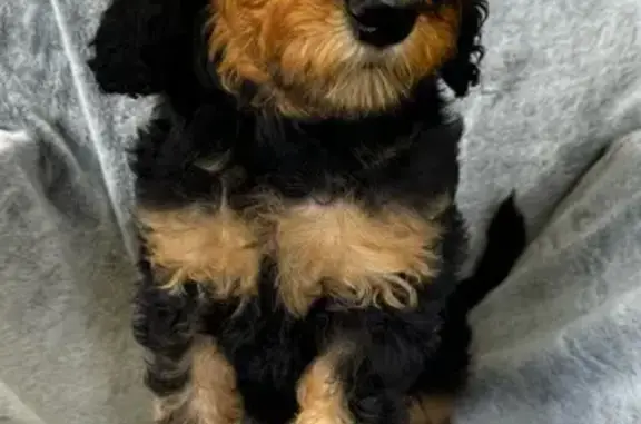 Missing 14-Week Phantom IrishDoodle Pup