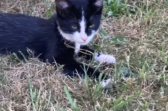 Chaton femelle trouvée à Chassieu - photo