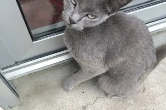 Jeune chat gris trouvé à Sainte-Anne-sur-Brivet - photo