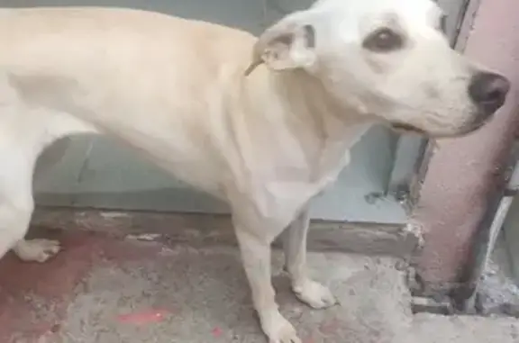 Perro Perdido: Hembra Beige en Ciudad Neza