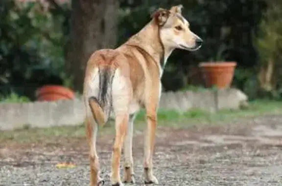 Chien perdu La Roche-sur-Yon, photo : Chienne perdue rue Jean Chaptal, 31