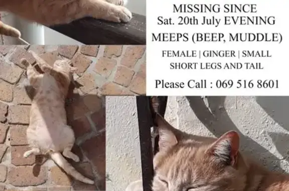 Lost Ginger Cat in Observatory - Help Needed!