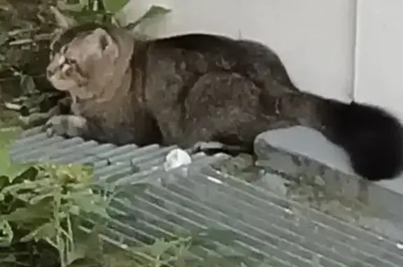 Found: Bushy-Tailed Cat in Punggol - Contact Us