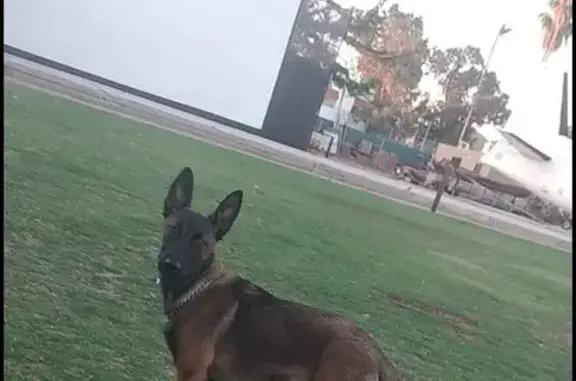 Perro Perdido: Pastor Belga Malinois en Hermosillo