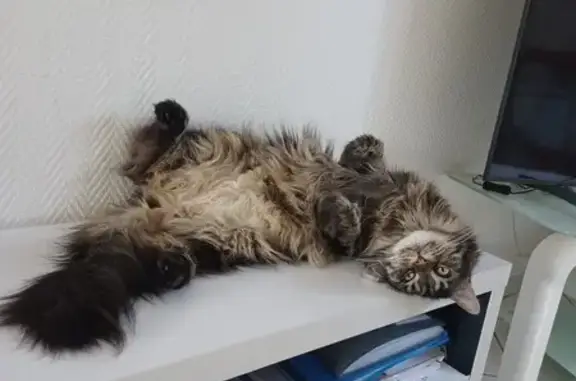 Animaux perdus Nouvelle-Aquitaine, photo: Chatte Maine Coon Nylia perdue à Mont-de-Marsan