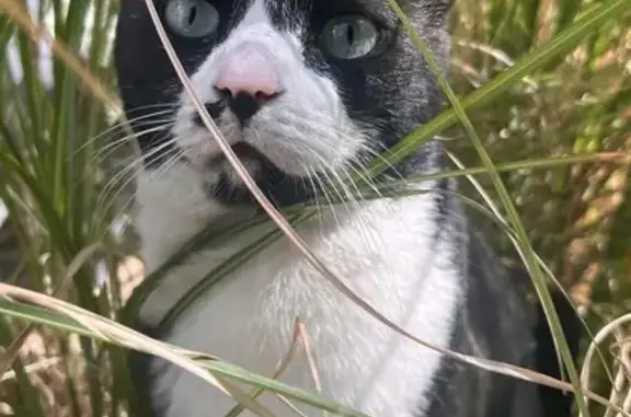 Missing Tuxedo Cat Jasper in Sandton