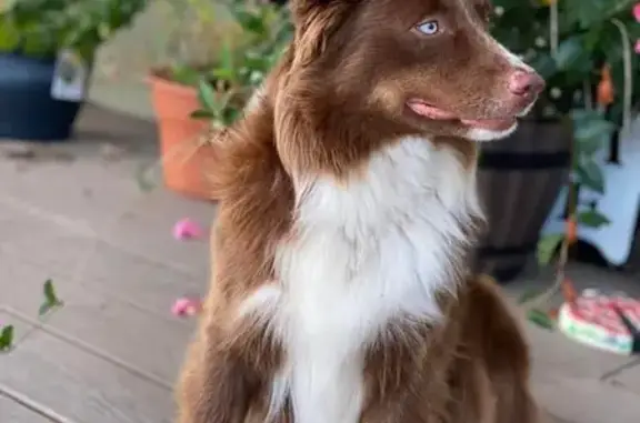 Missing Red Tri Mini Aussie - Parker, TX