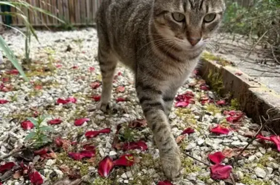 Chat tigré 2 ans perdu à Mondonville - photo