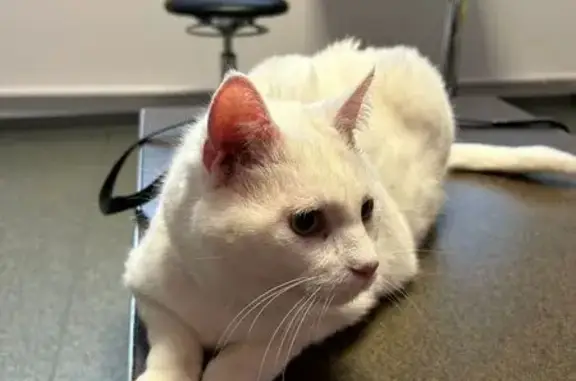 Chat perdu, Houdemont, photo: Chatte blanche blessée perdue à Houdemont