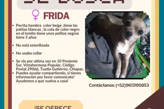 ¡Perro Chihuahua Perdido! Responde a Frida