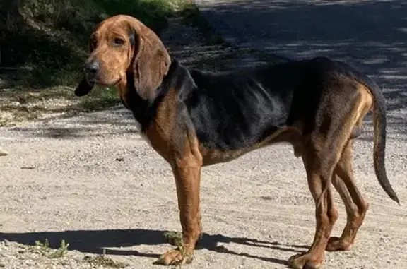 Chien trouvé : Bruno du Jura noir et ocre - photo