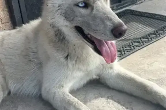 Found White Husky Girl on Pacific Blvd!